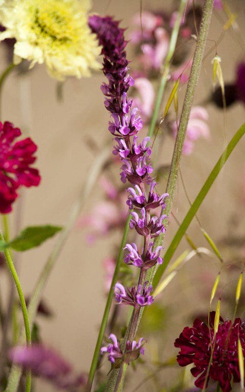 Salvia nemorosa 'Amethyst'. Photo: Huw Morgan