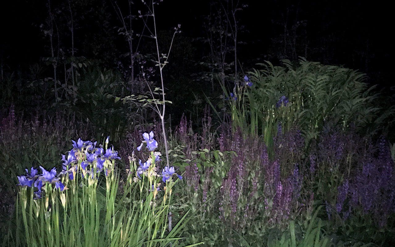 Dan Pearson's Somerset garden by night. Photograph: Huw Morgan