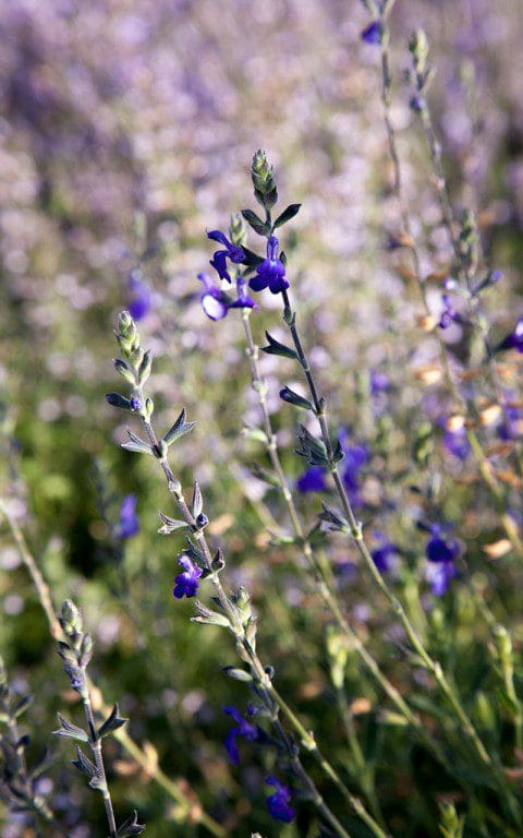 Salvia greggii 'Blue_Note'. Photo: Huw Morgan