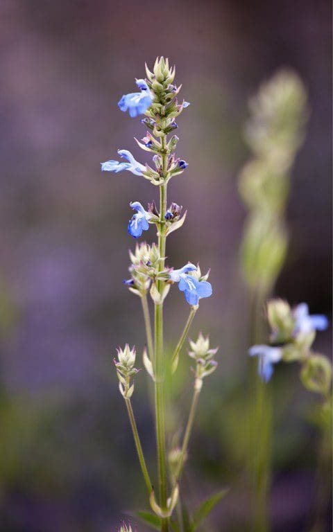 Salvia uliginosa. Photo: Huw Morgan