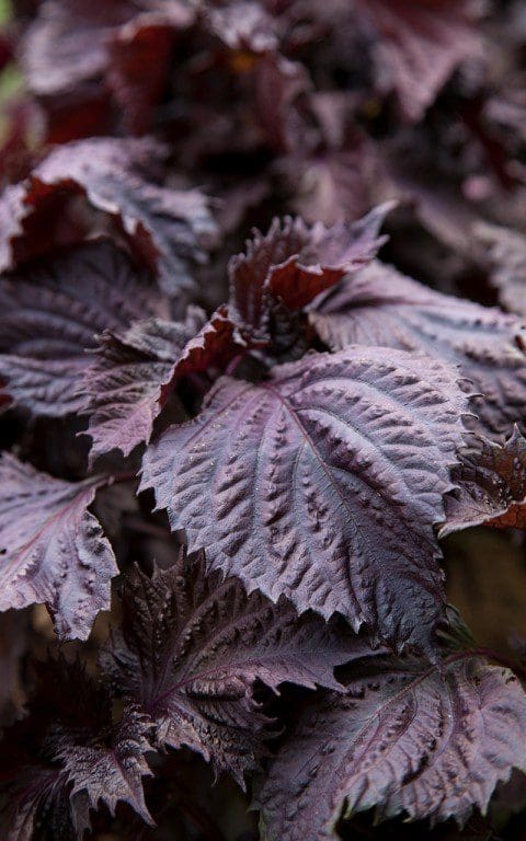 Purple Shiso - Perilla frutescens var. crispa. Photo: Huw Morgan