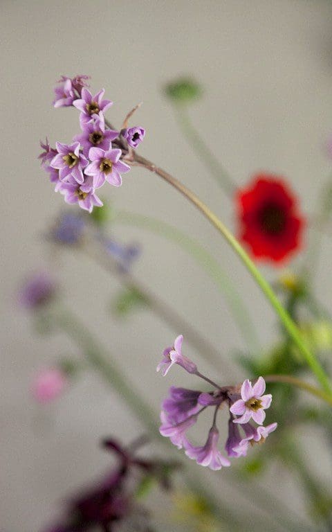 Tulbaghia 'Moshoeshoe'. Photo: Huw Morgan