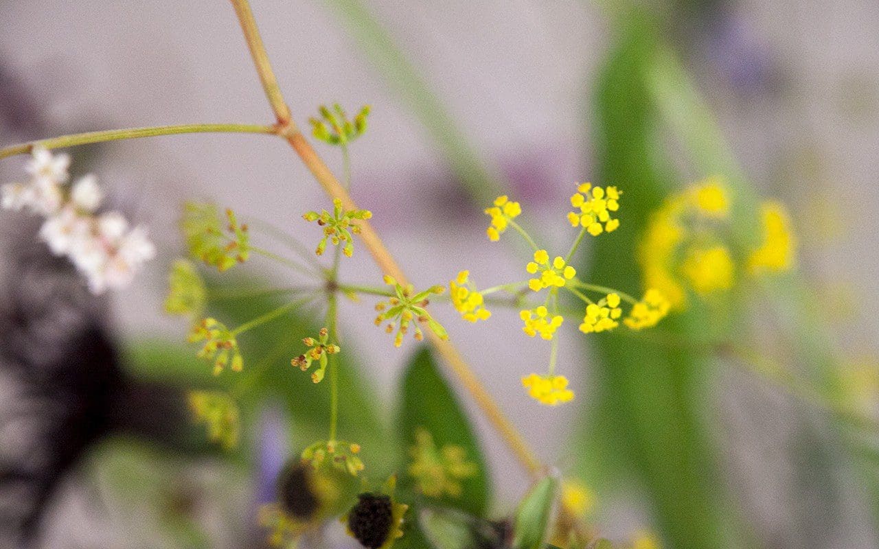 Bupleurum falcatum. Photo: Huw Morgan