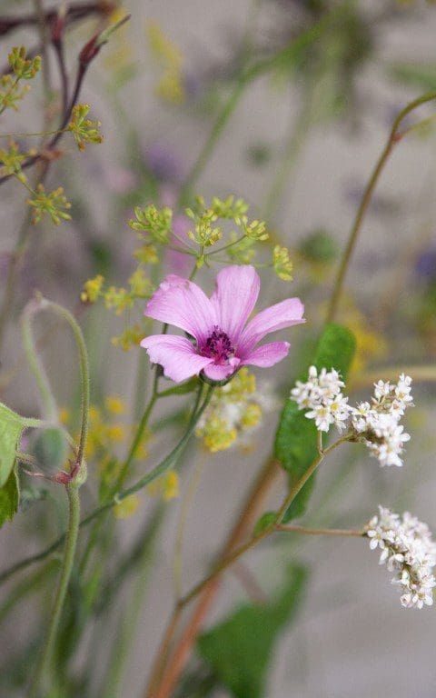 Althaea cannabina. Photo: Huw Morgan