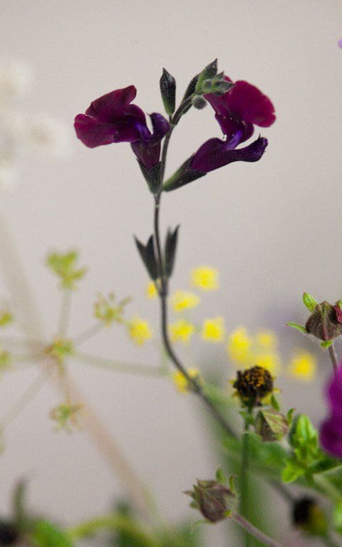 Salvia 'Nachtvlinder'. Photo: Huw Morgan