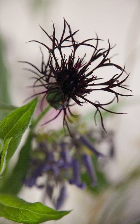 Centaurea montana 'Black Sprite'. Photo: Huw Morgan