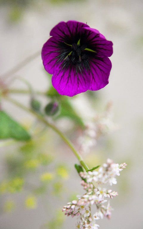 Geranium 'Sandrine'. Photo: Huw Morgan