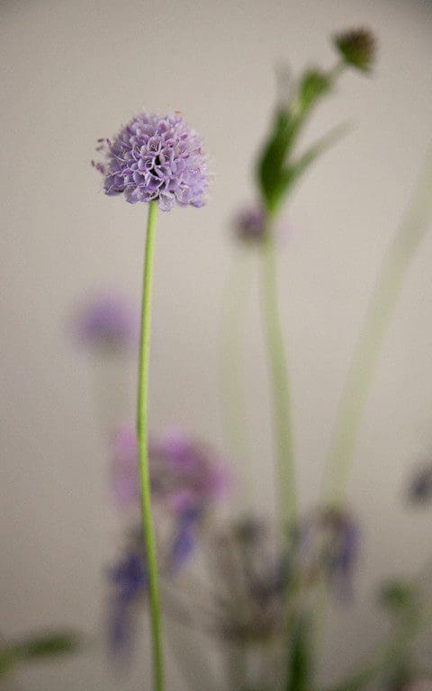 Succisella inflexa. Photo: Huw Morgan