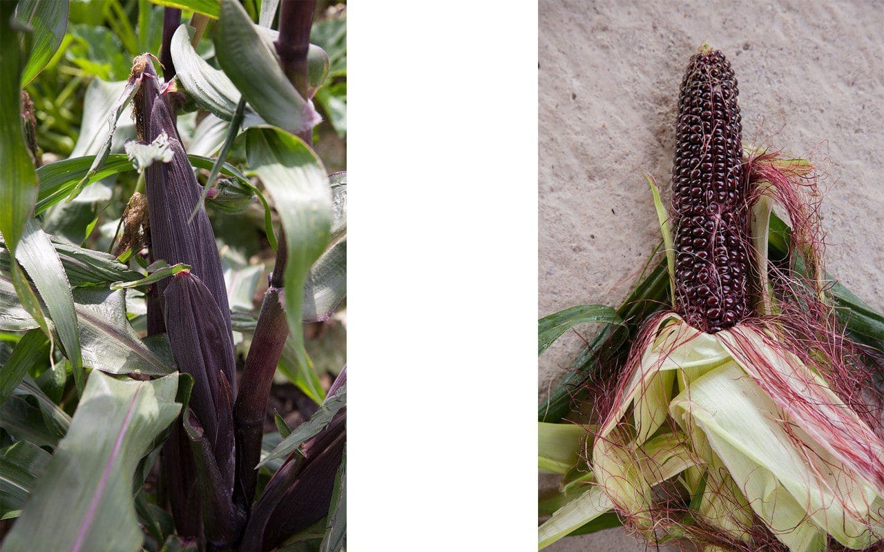 Sweetcorn 'Double Red'. Photo: Huw Morgan