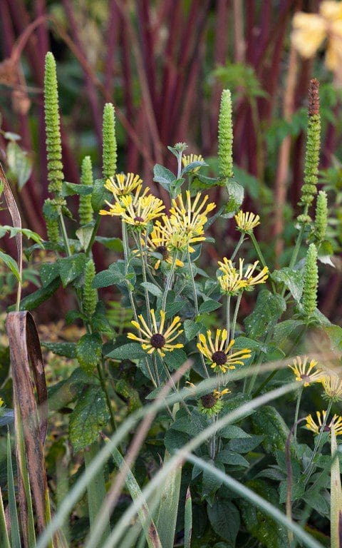 Rudbeckia subtomentosa 'Little Henry' with Agastache nepetoides. Photo: Huw Morgan