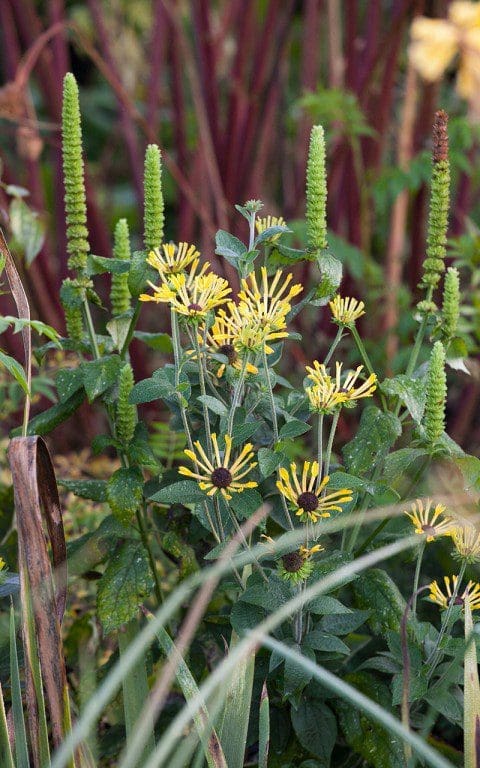 Rudbeckia subtomentosa 'Little Henry'  with Agastache nepetoides. Photo: Huw Morgan