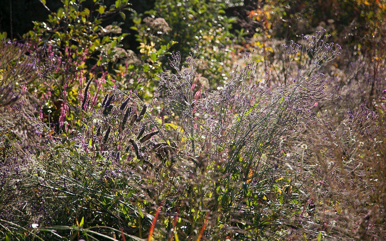 Agastache 'Blackadder', Verbena macdougallii 'Lavender Spires', Persicaria amplexicaule 'September Spires' in Dan Pearson's garden. Photo: Huw Morgan 