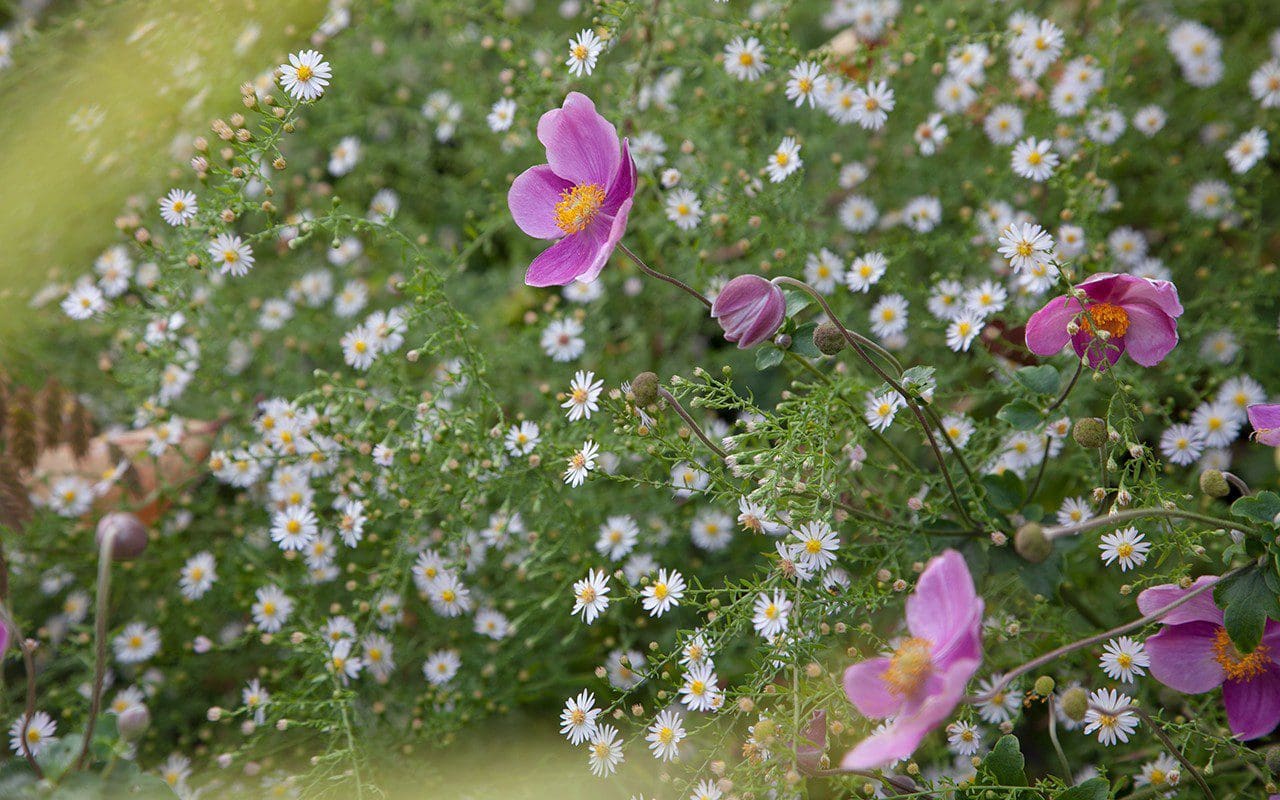 Anemone hupehensis 'Splendens' and aster ericoides 'Pink Cloud' in Dan Pearson's garden. Photo: Huw Morgan