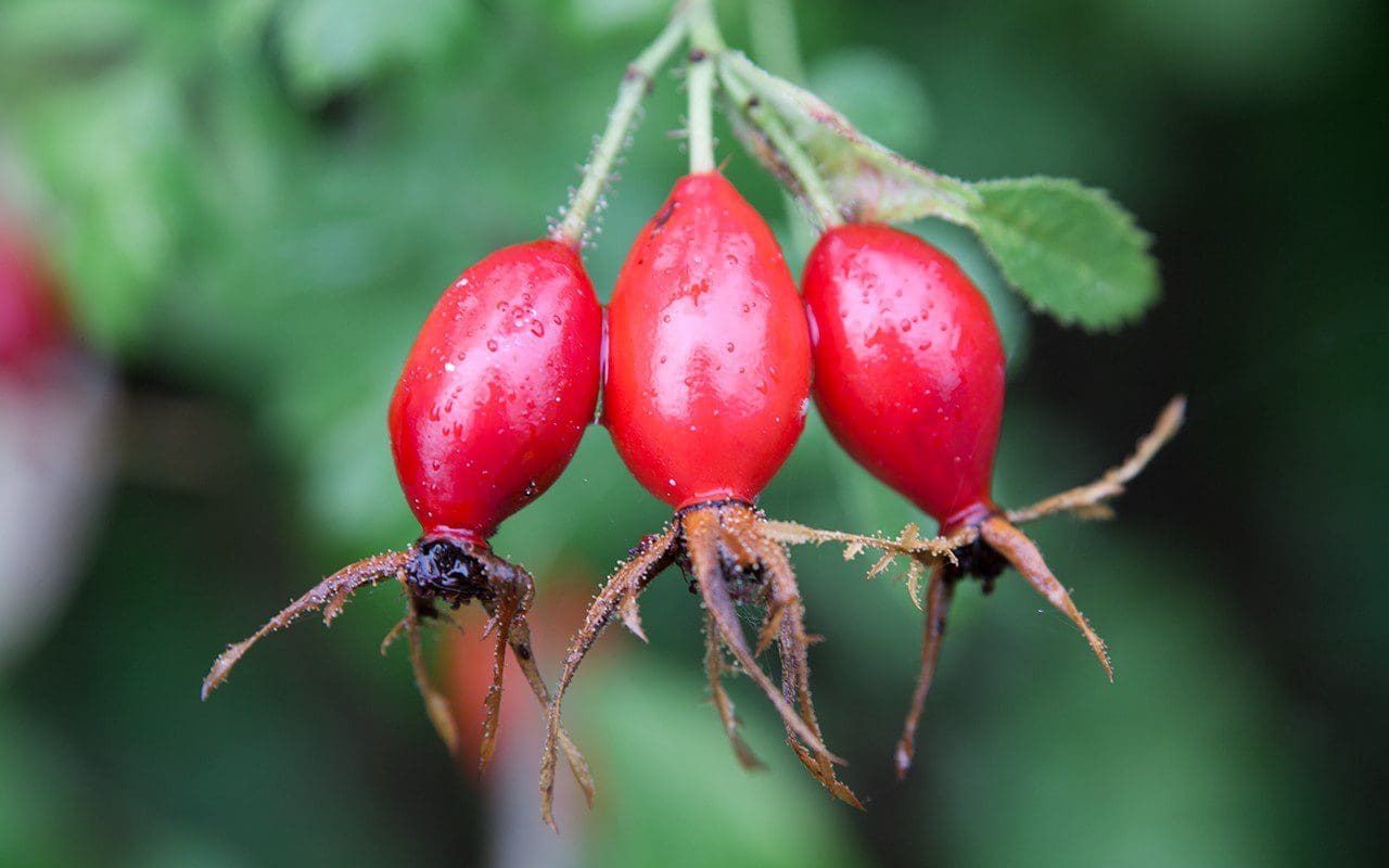 Rosa rubiginosa hips. Photo: Huw Morgan