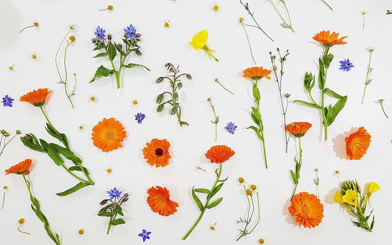 Flax, borage, chamomile, calendula and evening primrose being used in Modern Botany cosmetic products