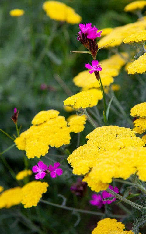 Dianthus carthusianorum and Achillea 'Gold_Plate'. Photo: Huw Morgan
