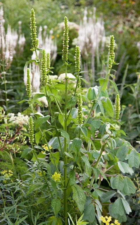 Agastache nepetoides. Photo: Huw Morgan