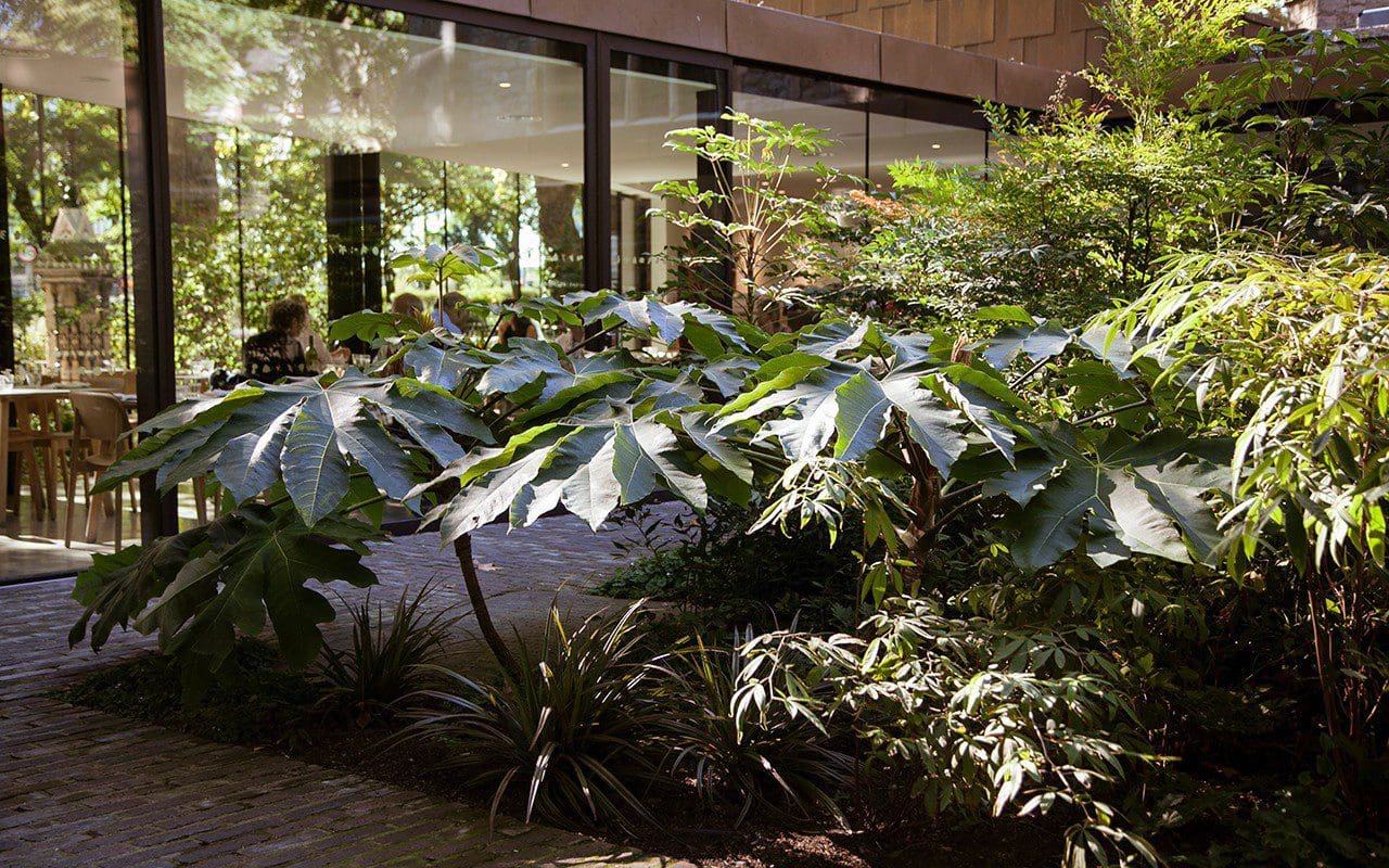 Tetrapanax papyrifer in the Sackler Garden designed by Dan Pearson at the Garden Museum. Photo: Huw Morgan