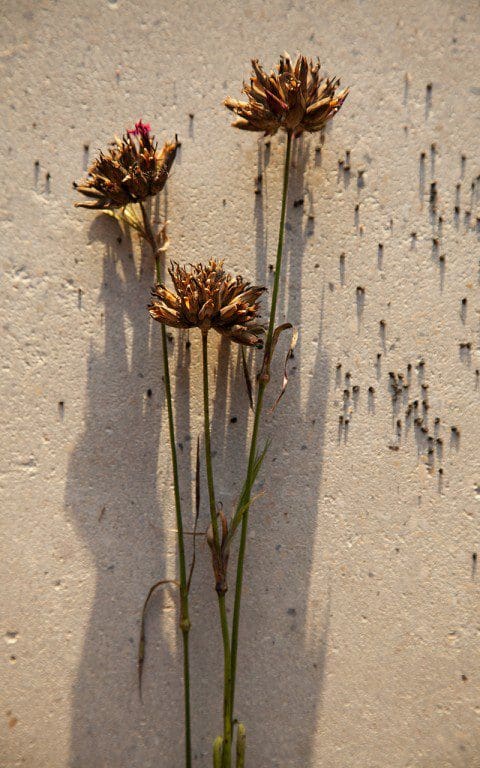 Dianthus carthusianorum. Photo: Huw Morgan