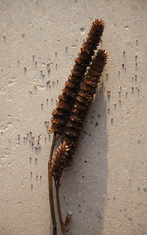 Agastache nepetoides. Photo: Huw Morgan