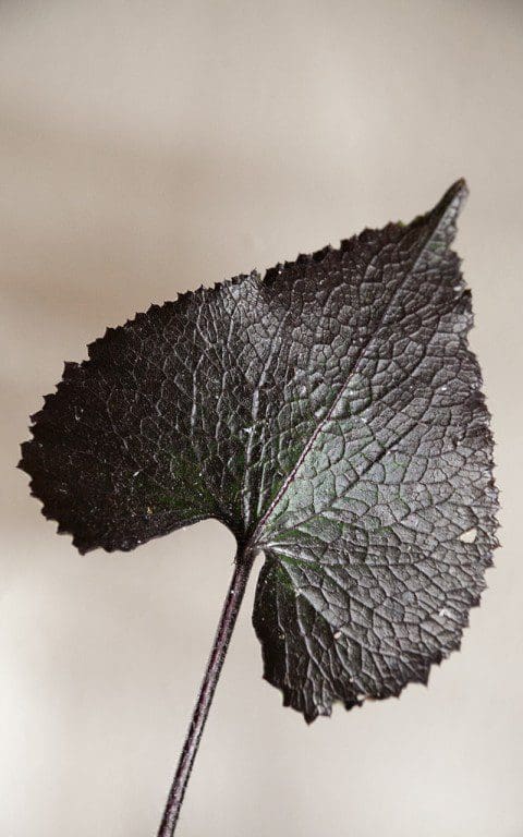 Lunaria annua 'Chedglow'. Photo: Huw Morgan