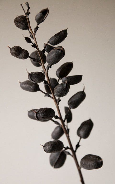 Baptisia 'Dutch Chocolate'. Photo: Huw Morgan