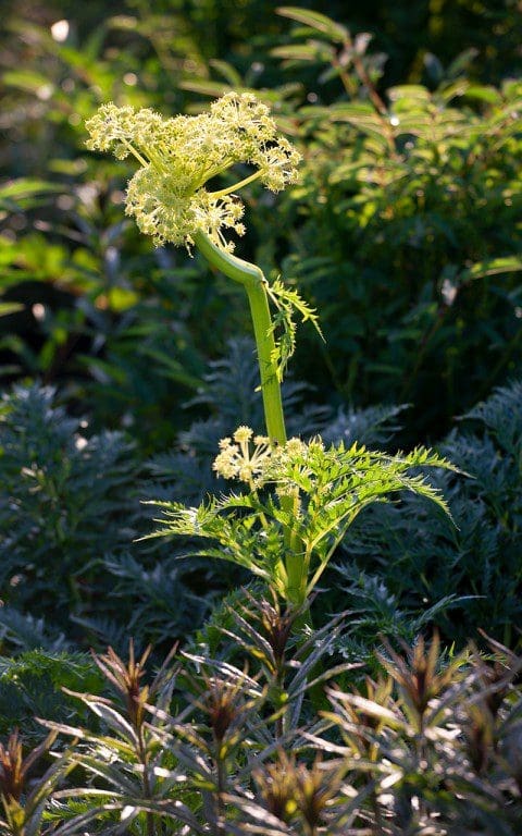 Molopospermum peloponnesiacum. Photo: Huw Morgan