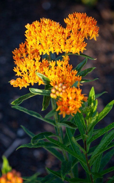 Asclepias tuberosa. Photo: Huw Morgan