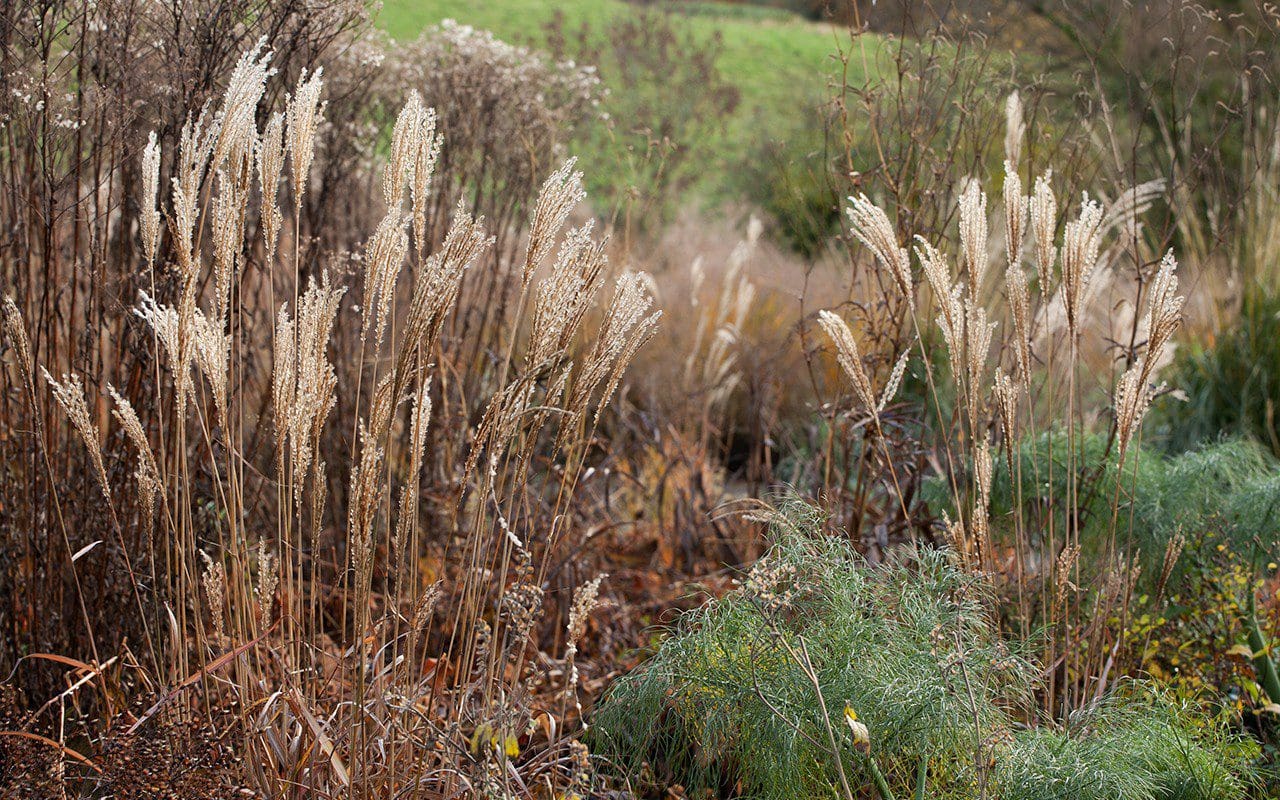 Miscanthus 'Dronning Ingrid' with Persicaria amplexicaulis 'Blackfield', Aster umbellatus and Sanguisorba 'Stand-up Comedian'. Design: Dan Pearson. Photograph: Huw Morgan