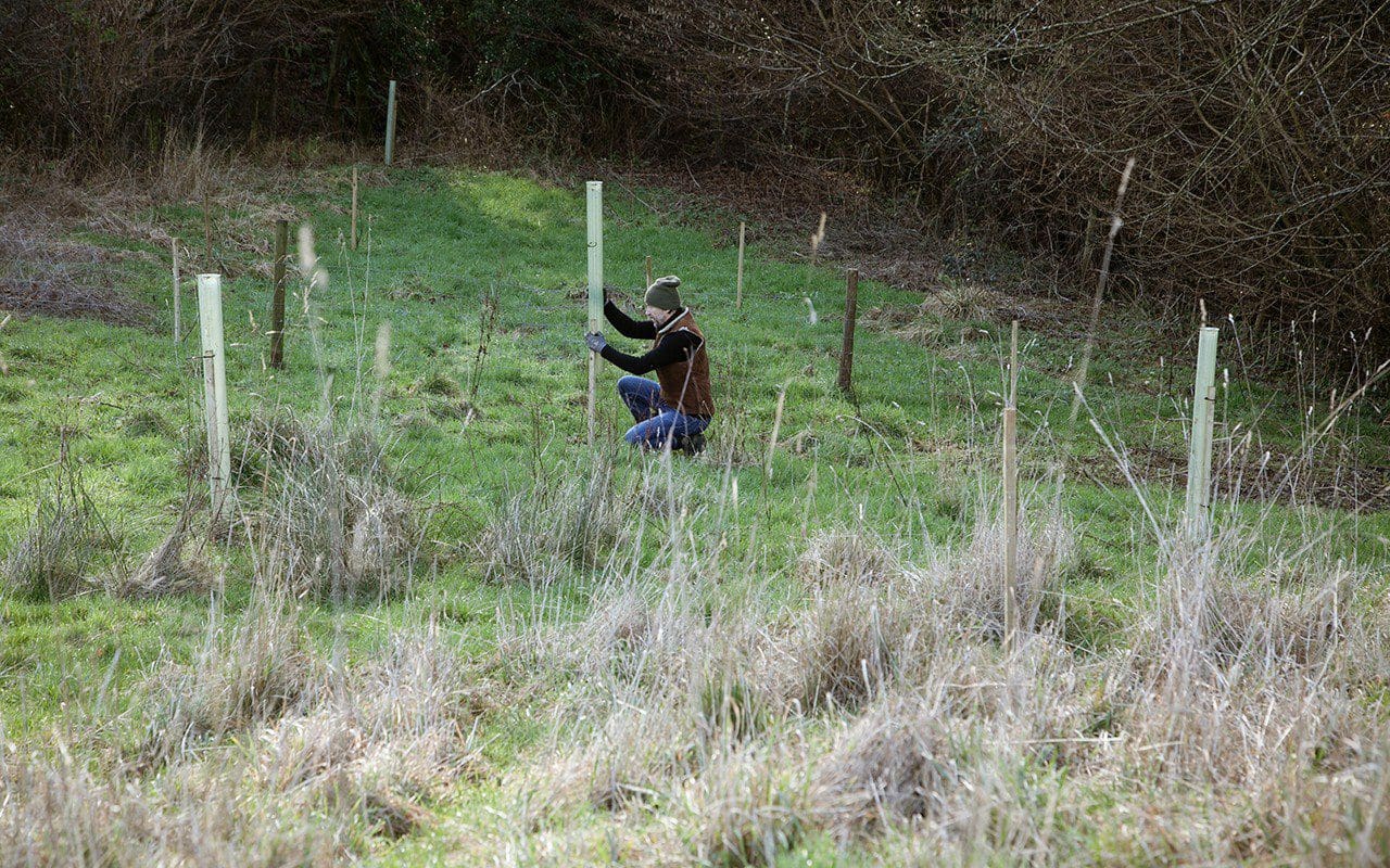 Dan Pearson putting tree guards on a new area of woodland planted on his Somersaet farm. Photo: Huw Morgan