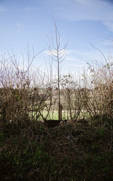 One of the limes Dan planted in the hedge at new year. Photo: Huw Morgan