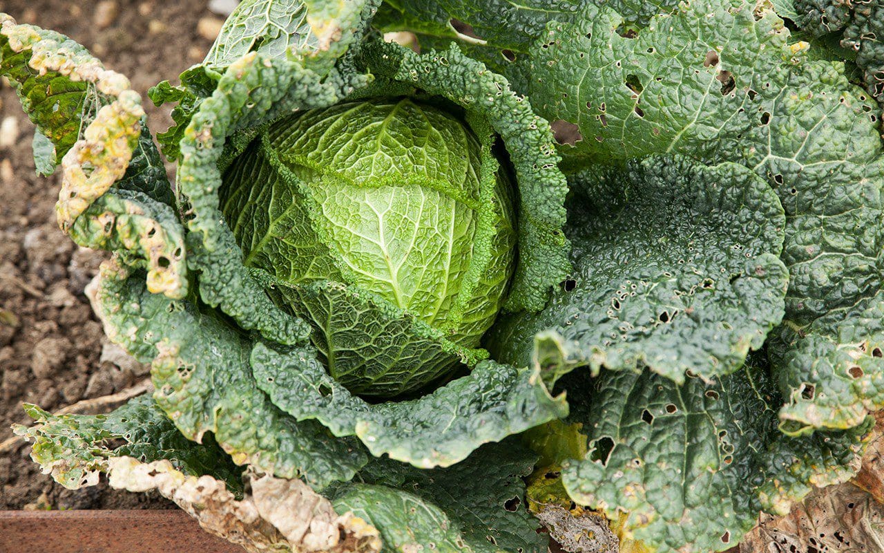 Savoy cabbage 'Marner Grufewi'. Photo: Huw Morgan