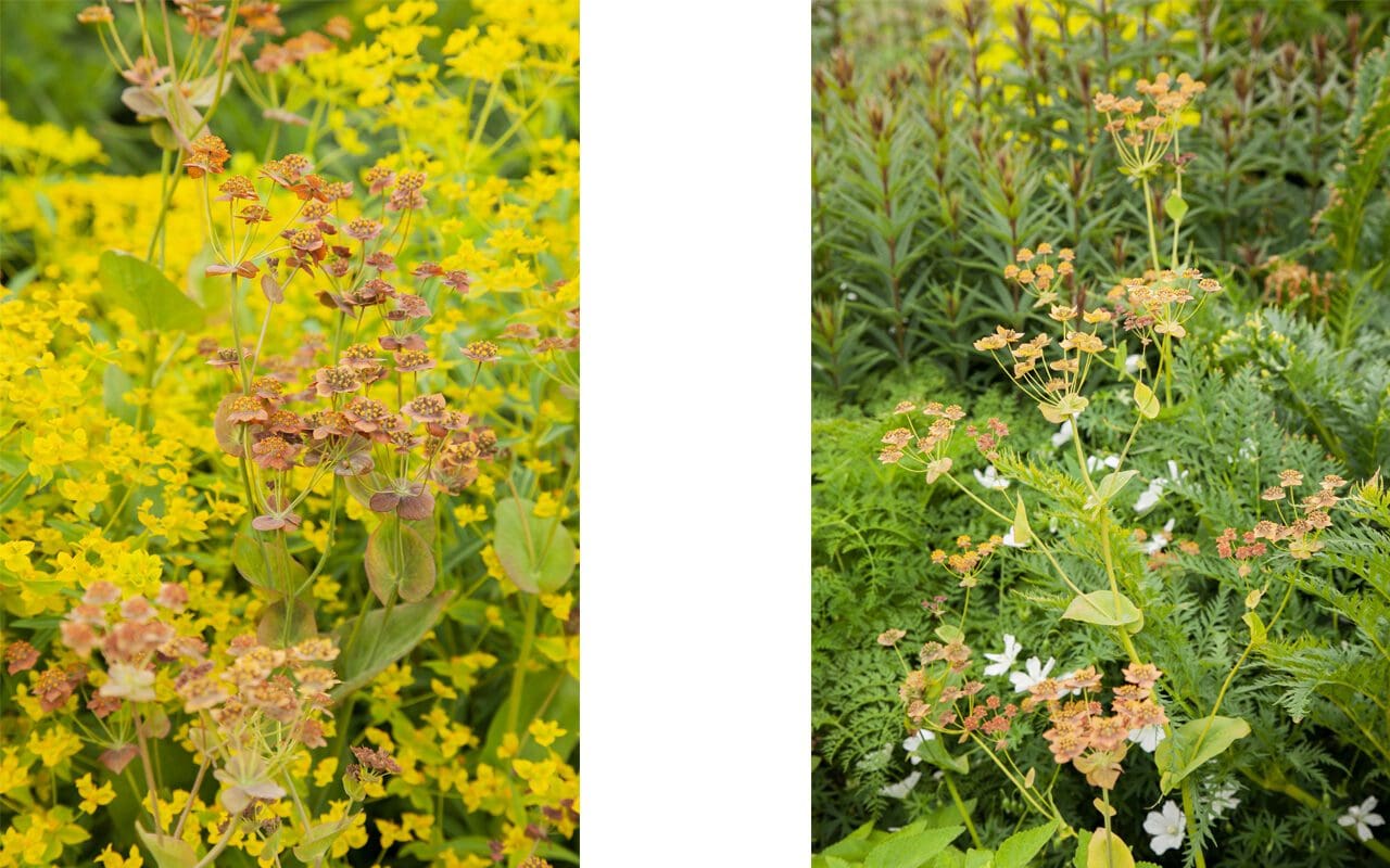 Investere Jeg var overrasket en sælger Bupleurum longifolium 'Bronze Beauty' - Dig Delve – An online magazine  about gardens, landscape, growing & making. Dig Delve – An online magazine  about gardens, landscape, growing & making.