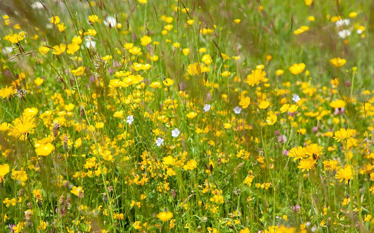 Ephemeral - Dig Delve – An online magazine about gardens, landscape ...