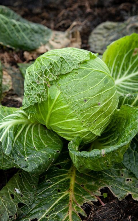 green cabbage leaves